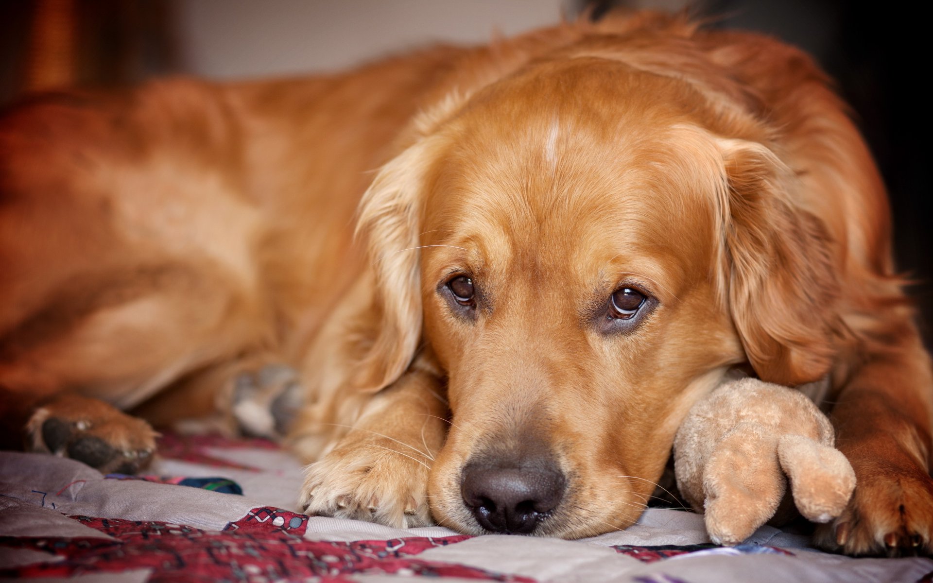 retriever perro amigo mirada tristeza