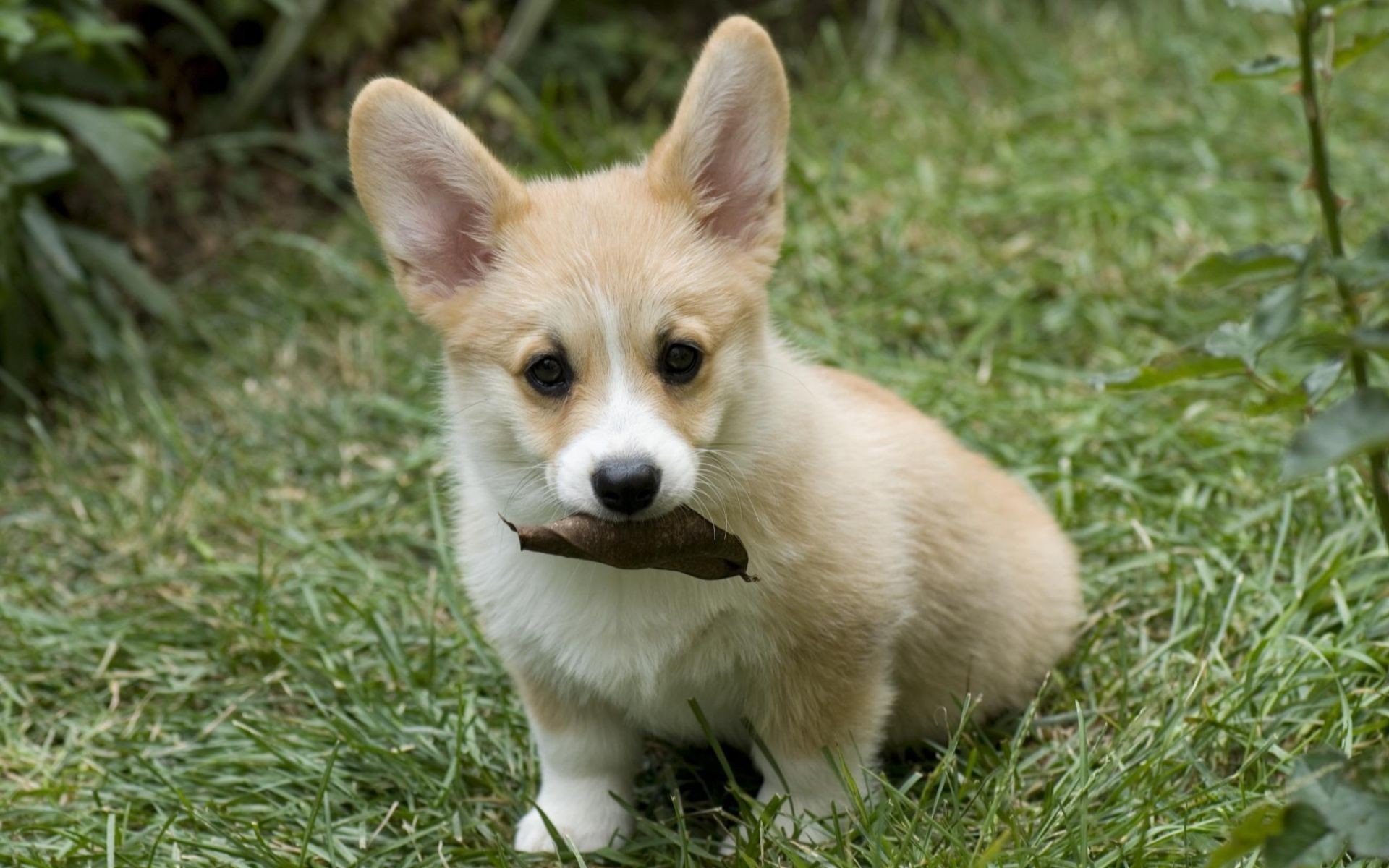 chiot oreilles assis feuille herbe