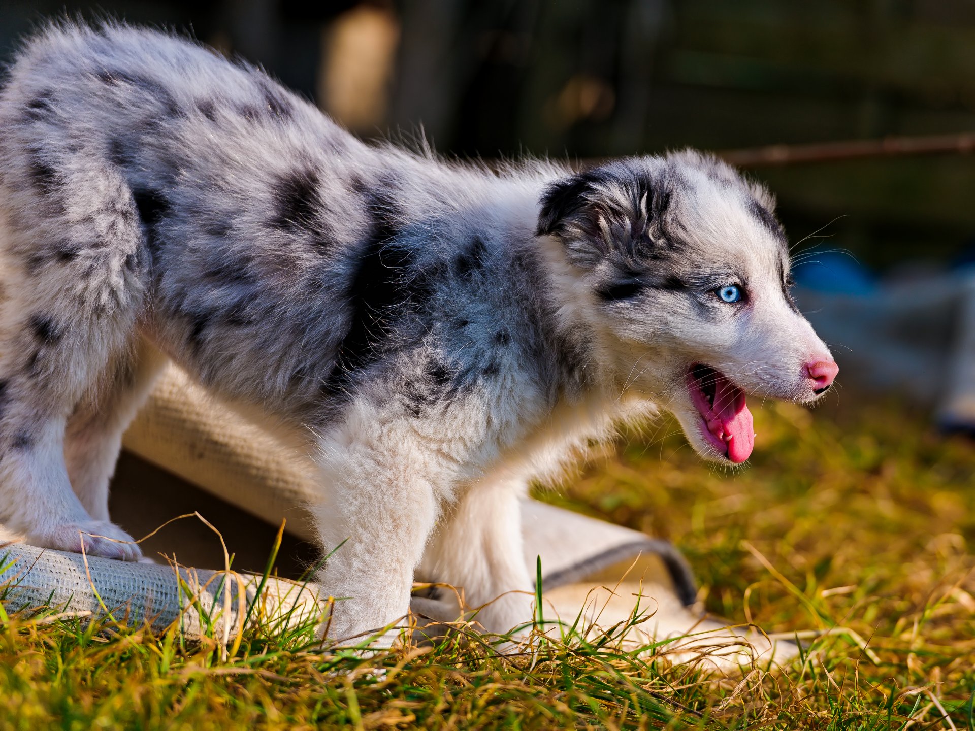 australischer schäferhund welpe gras