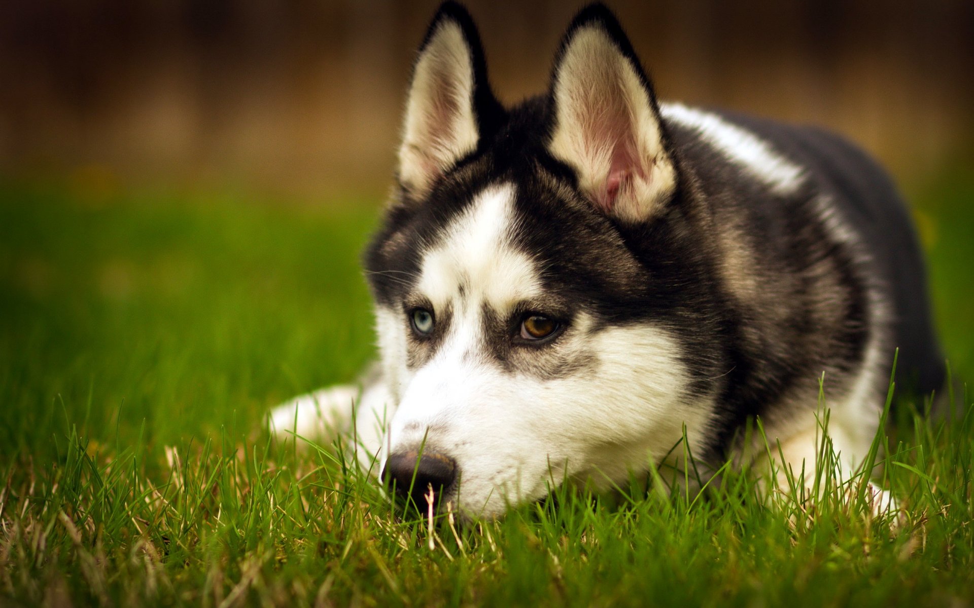 perro husky amigo belleza