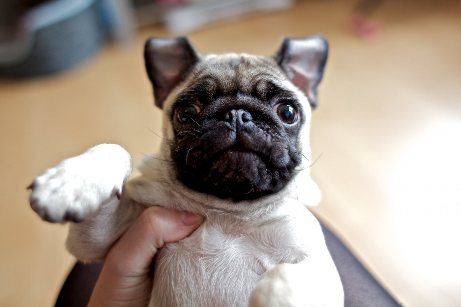 mops hund schnauze schreck