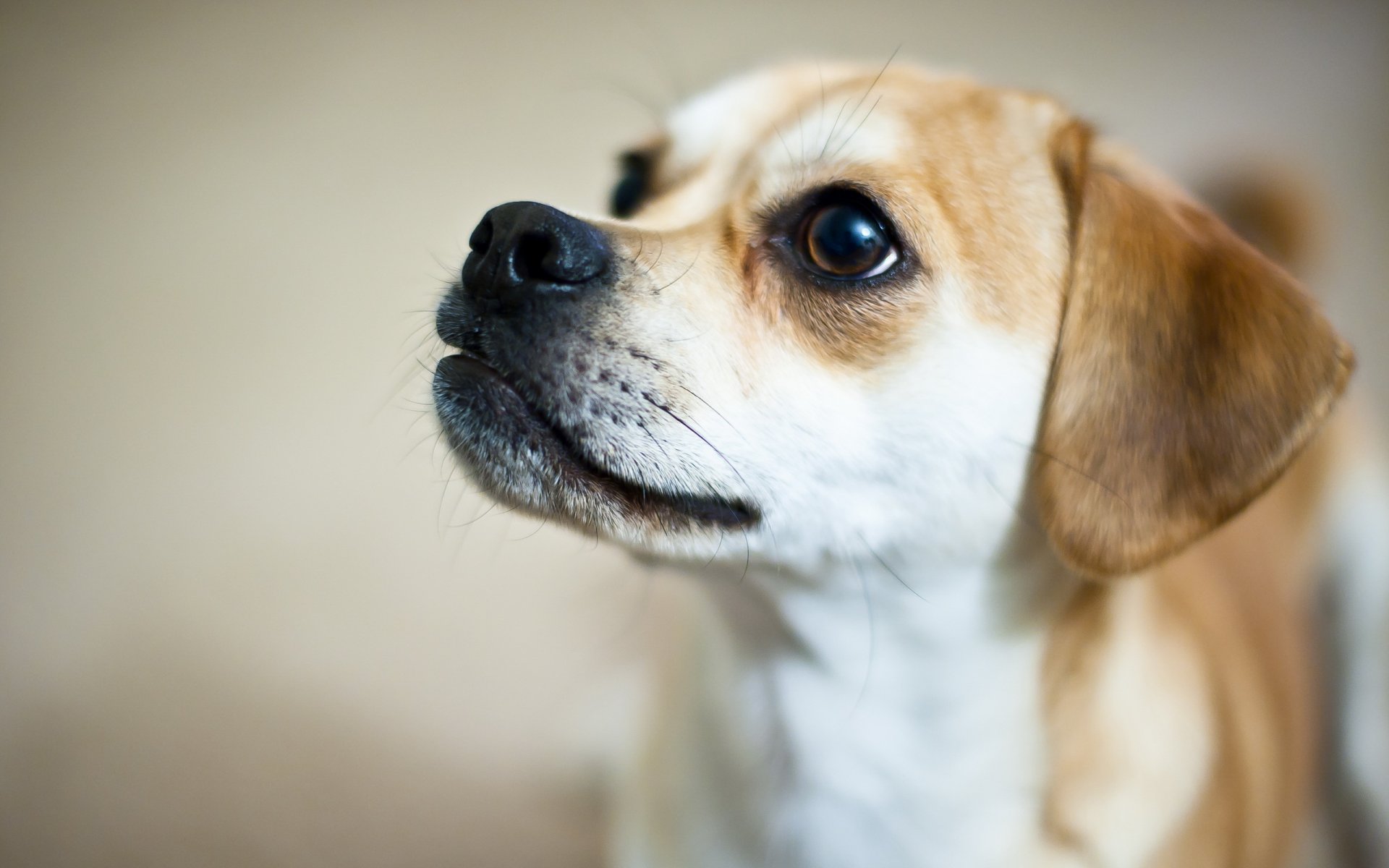 perro mirada amigo