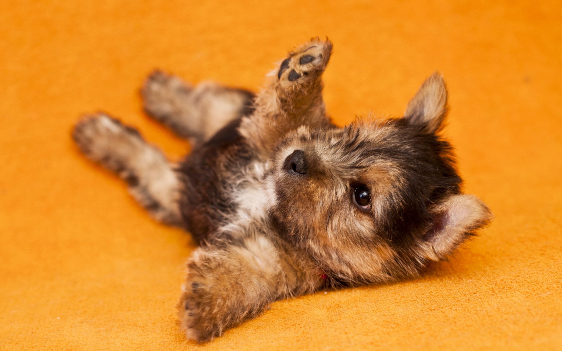 cane cucciolo casa