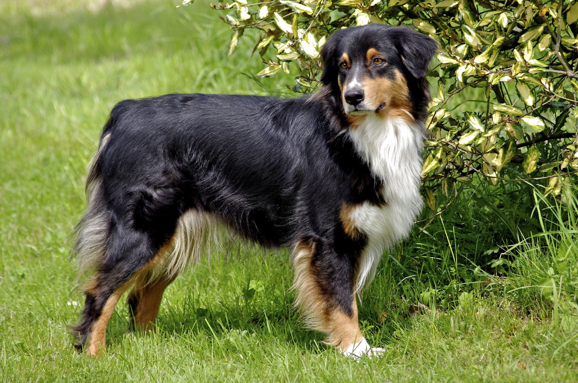 australian schäferhund schäferhund