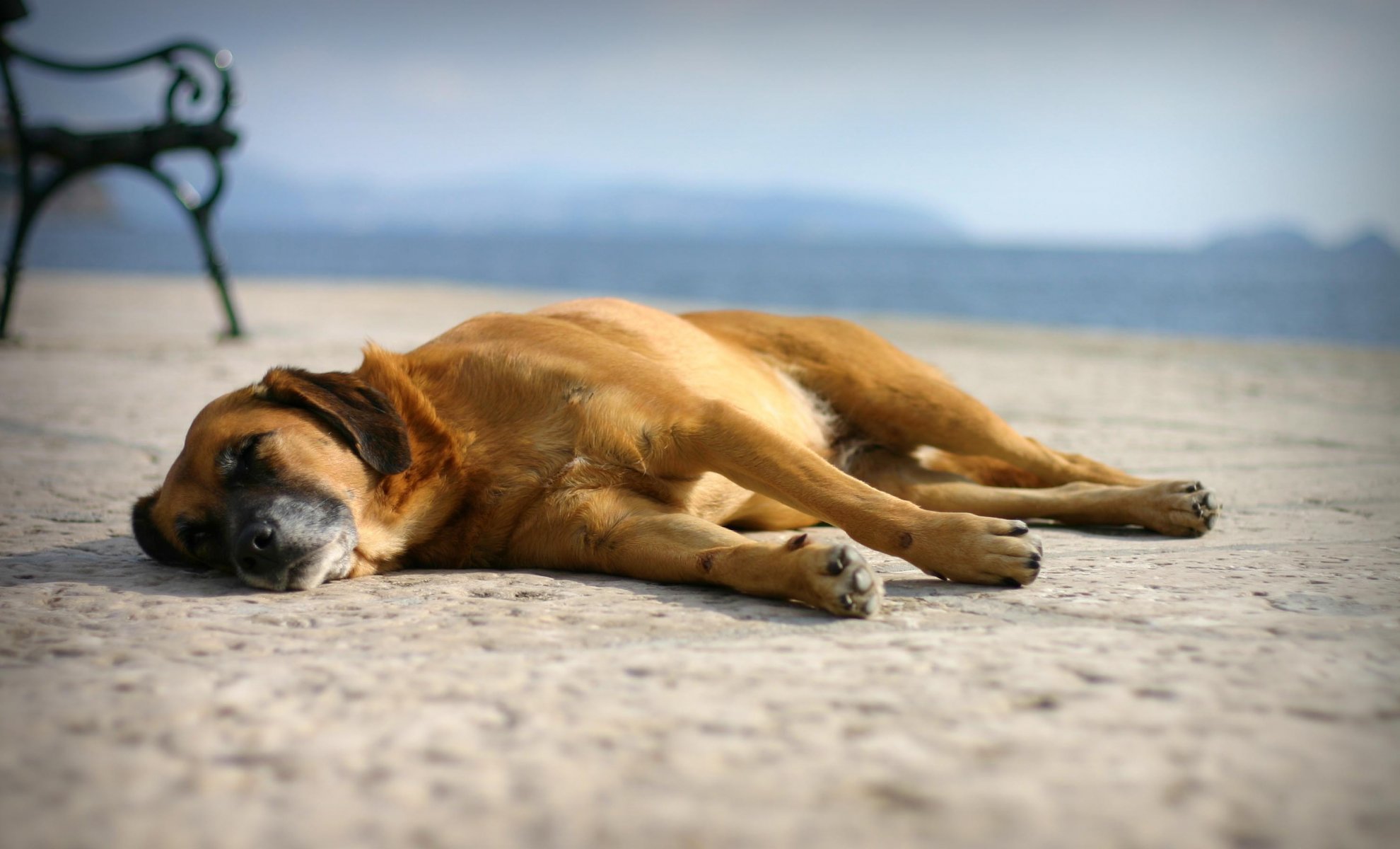 riposo sonno cane spiaggia sabbia