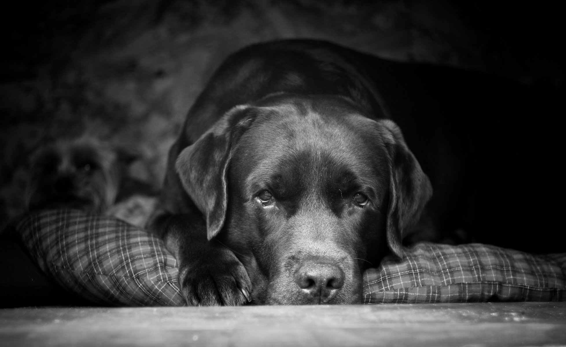 peter labrador regard ami meilleur chien