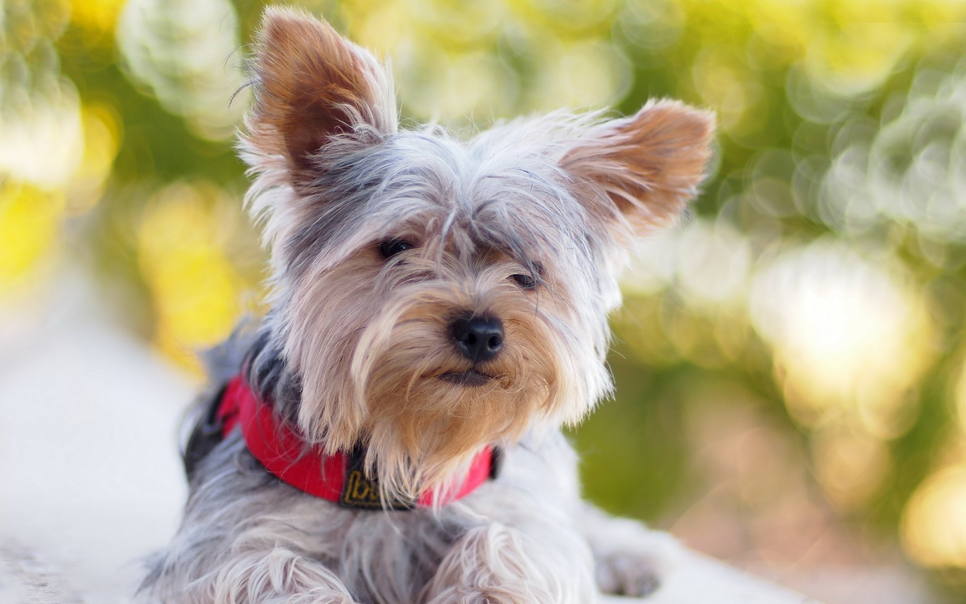 hund sommer hintergrund