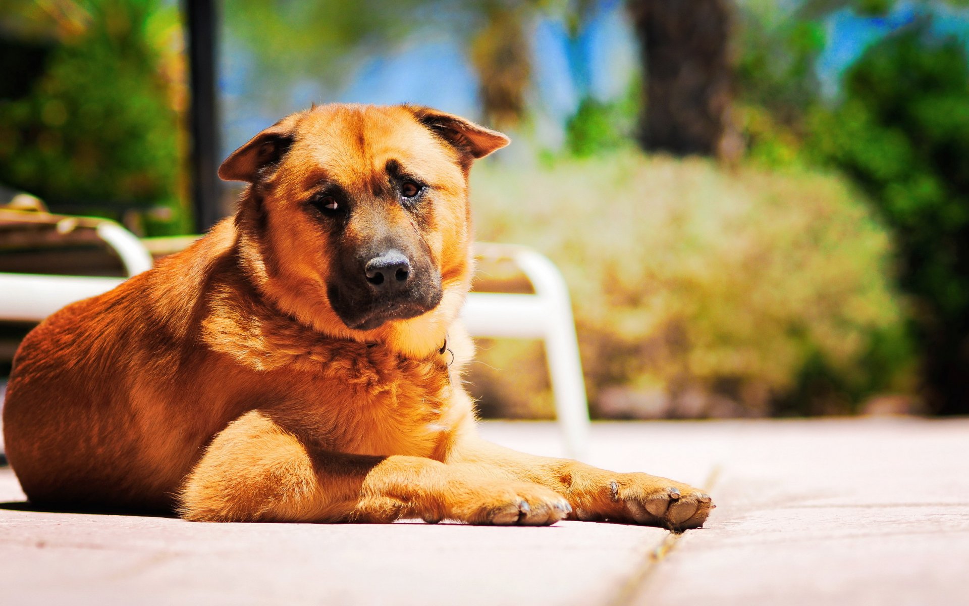 cane amico guardiano