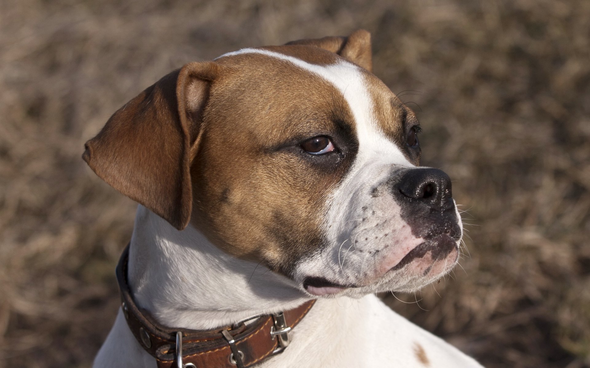 hund freund blick