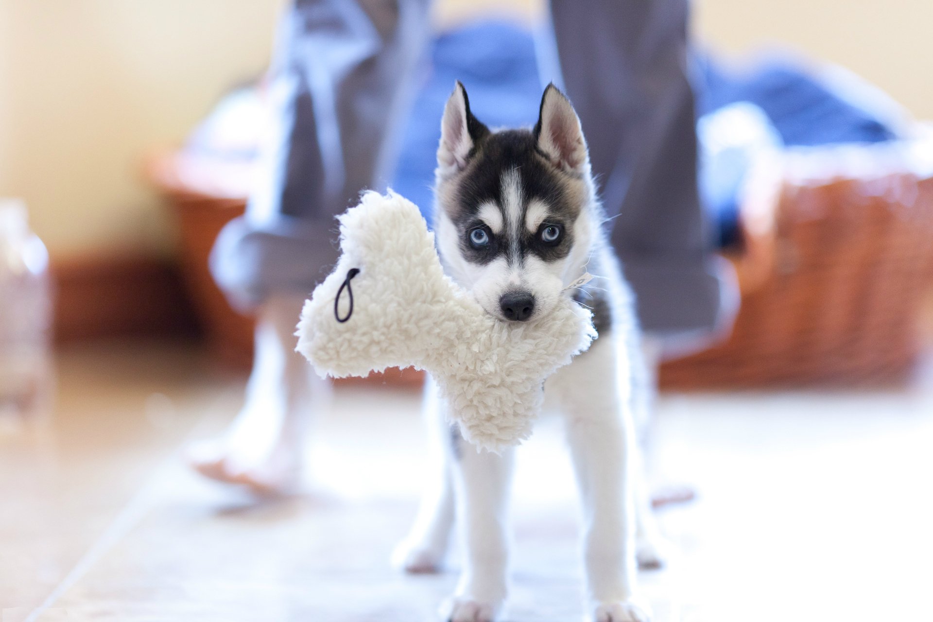 welpe husky hund spielzeug