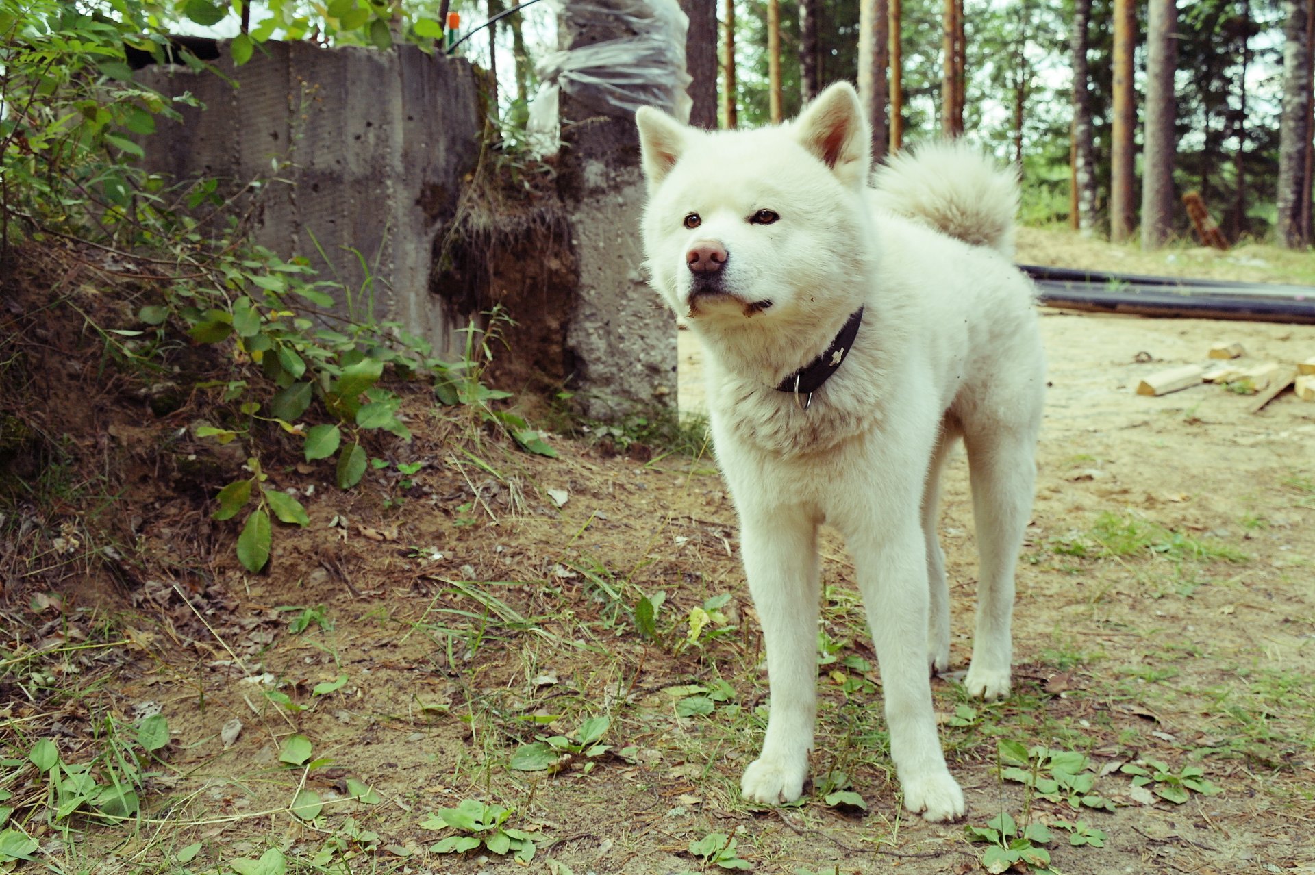 akita inu chiens blanc nature