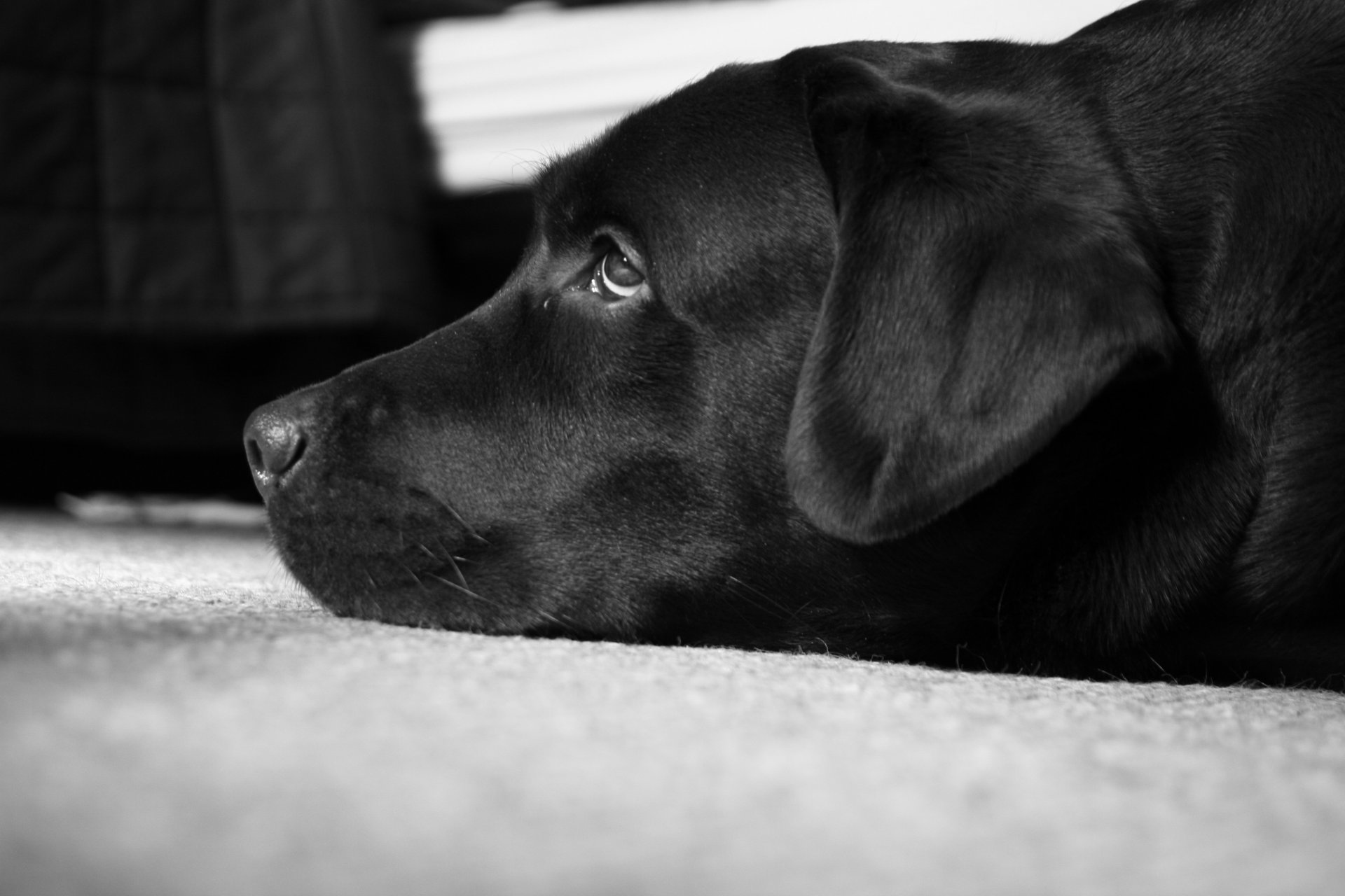 black and white labrador peter the best dog