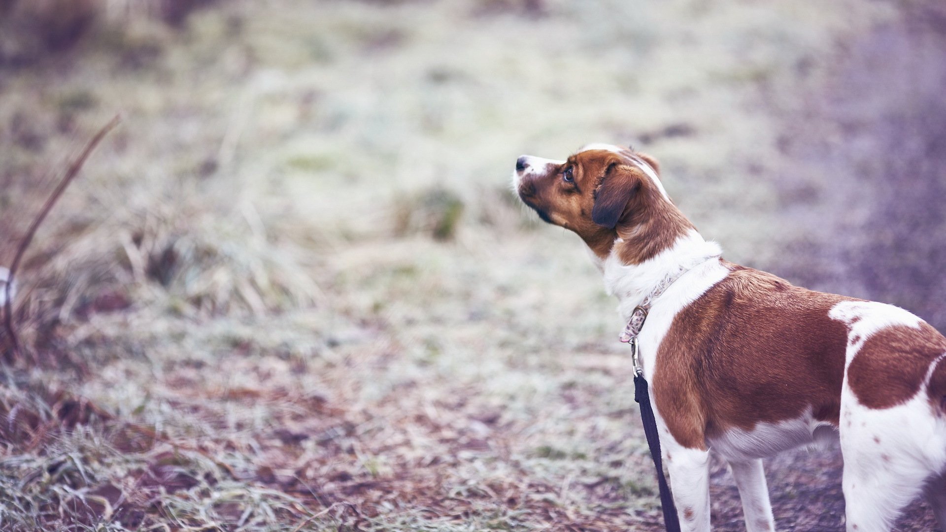 perro paseo amigo