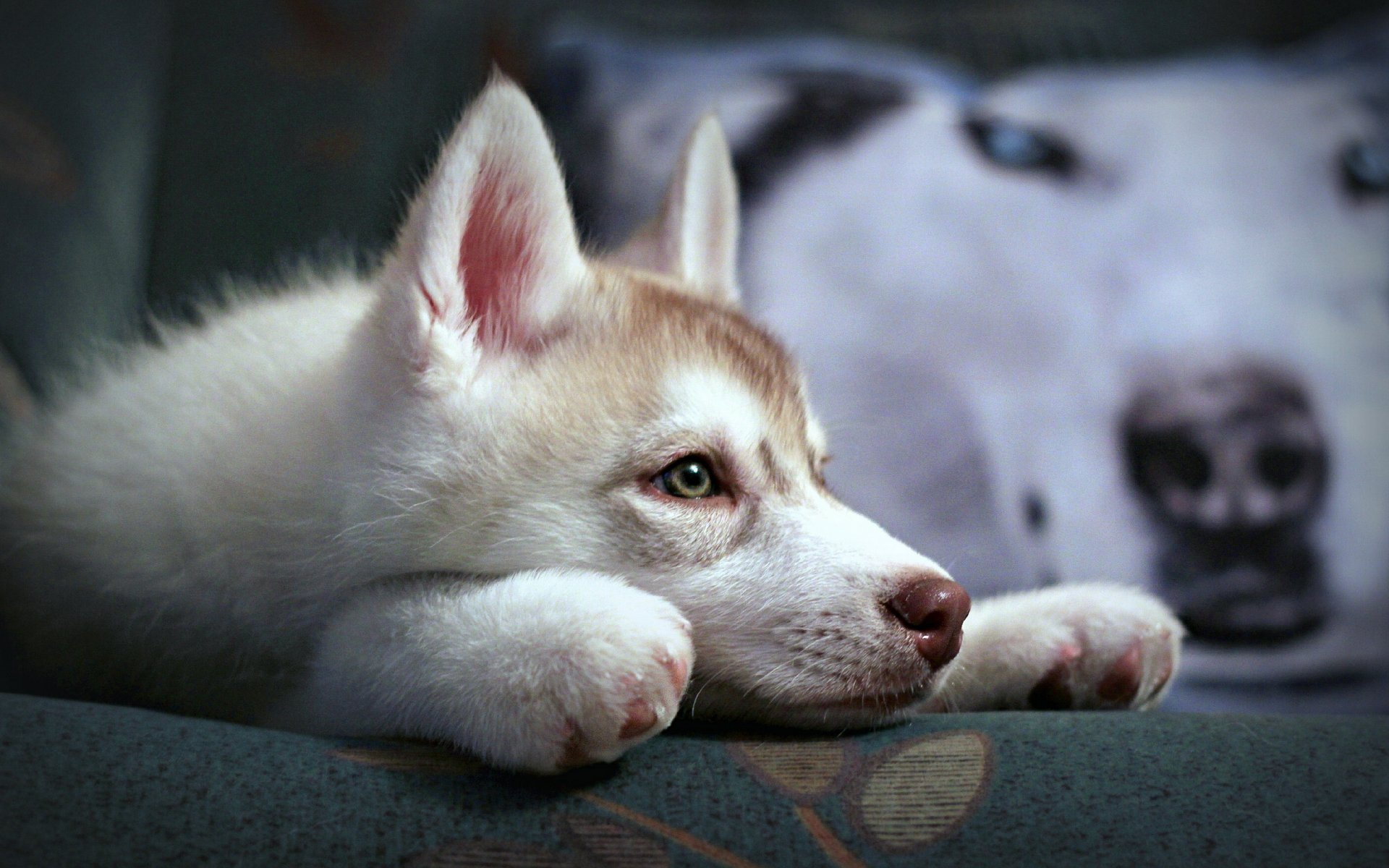 perro husk siberiano cachorro