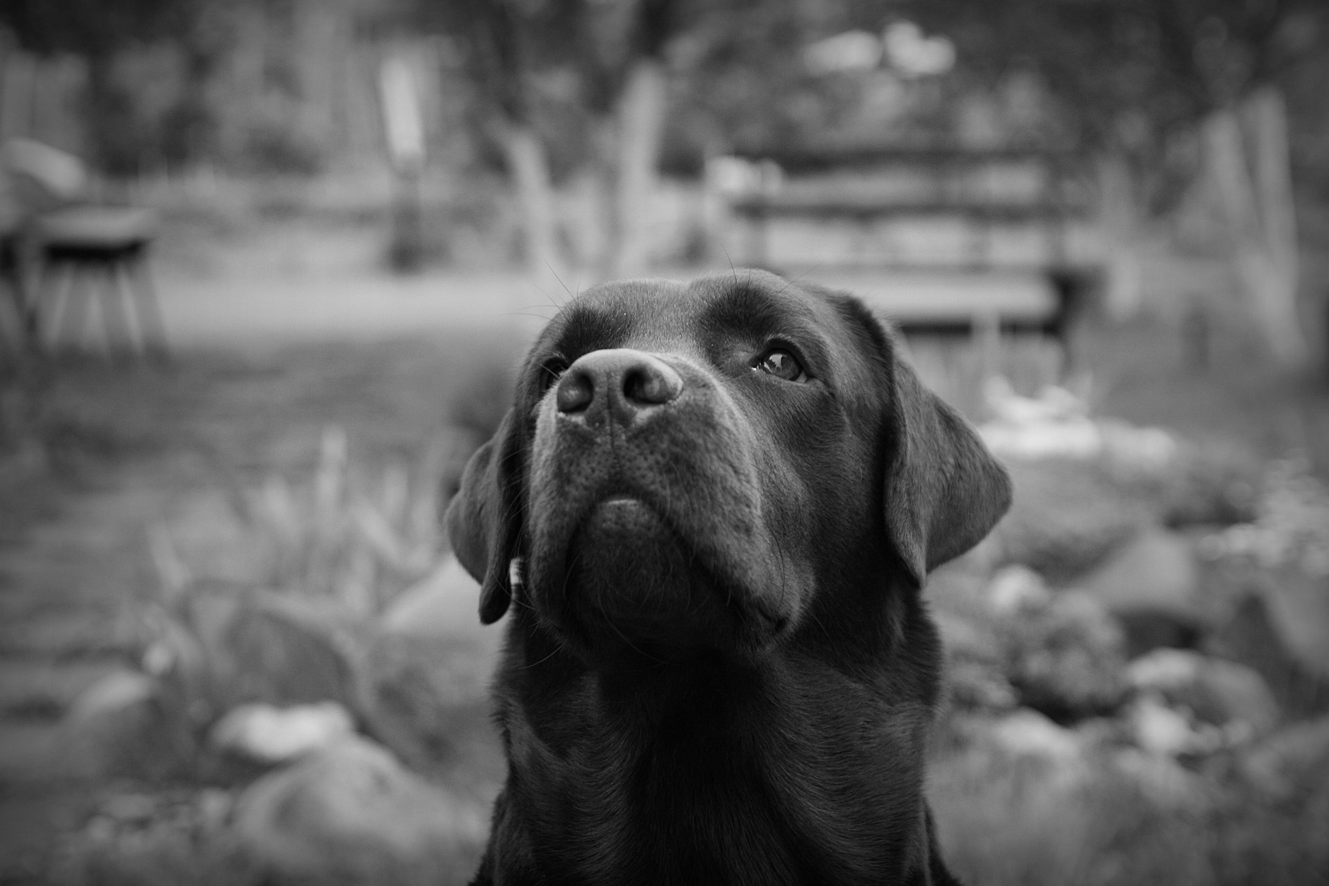 labrador peter czarno-biały