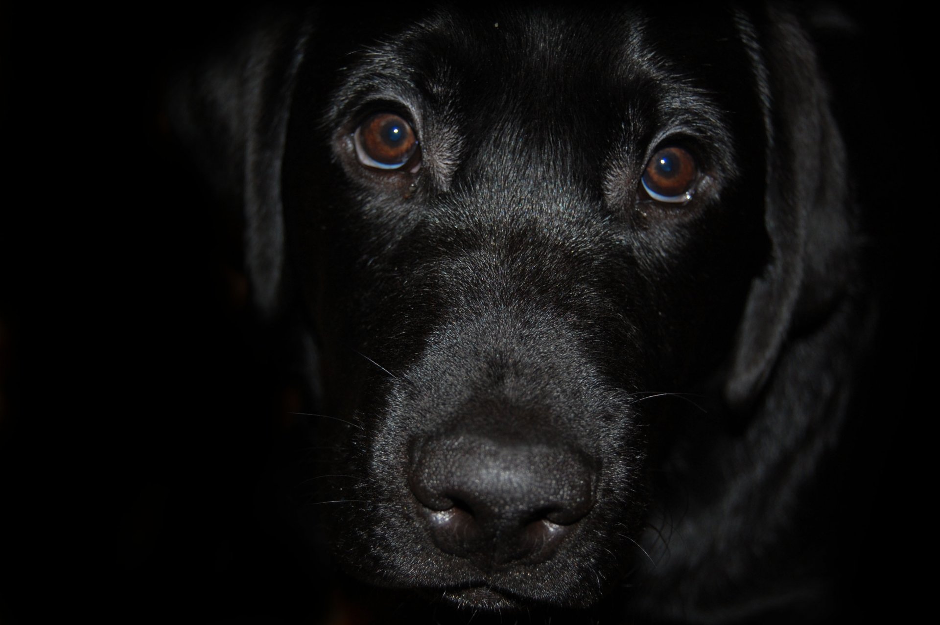 labrador czarny pies