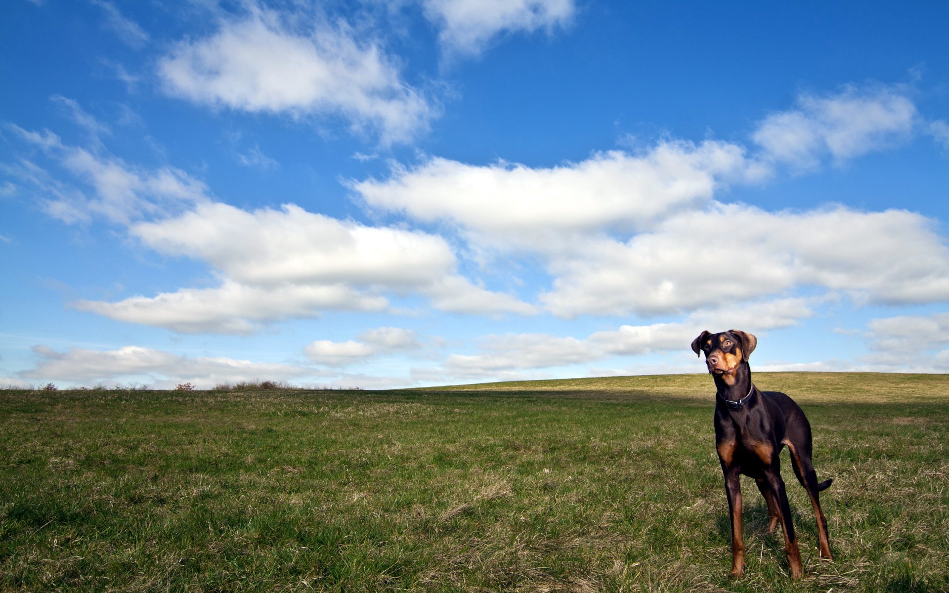 chien champ ciel