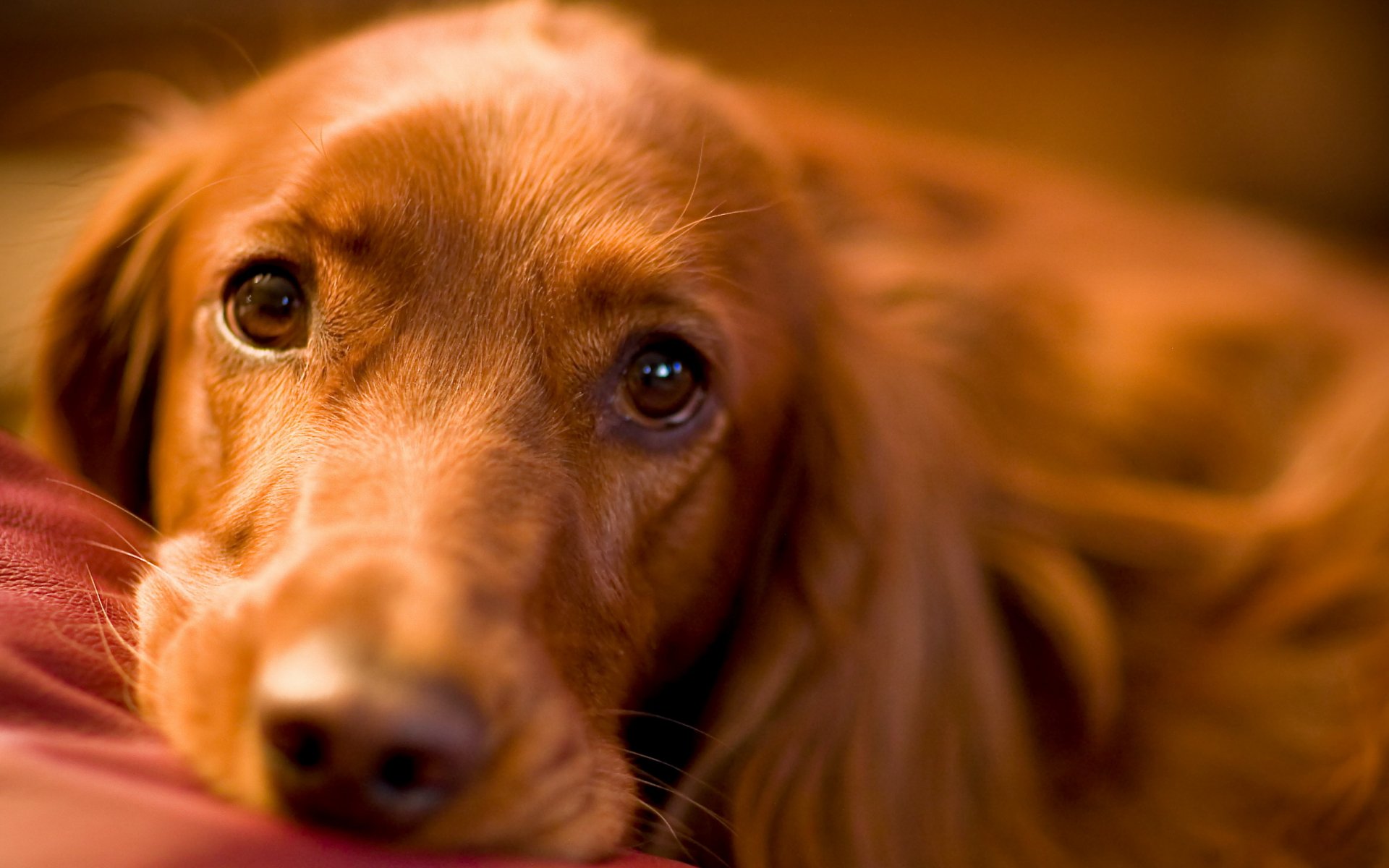 hund blick freund