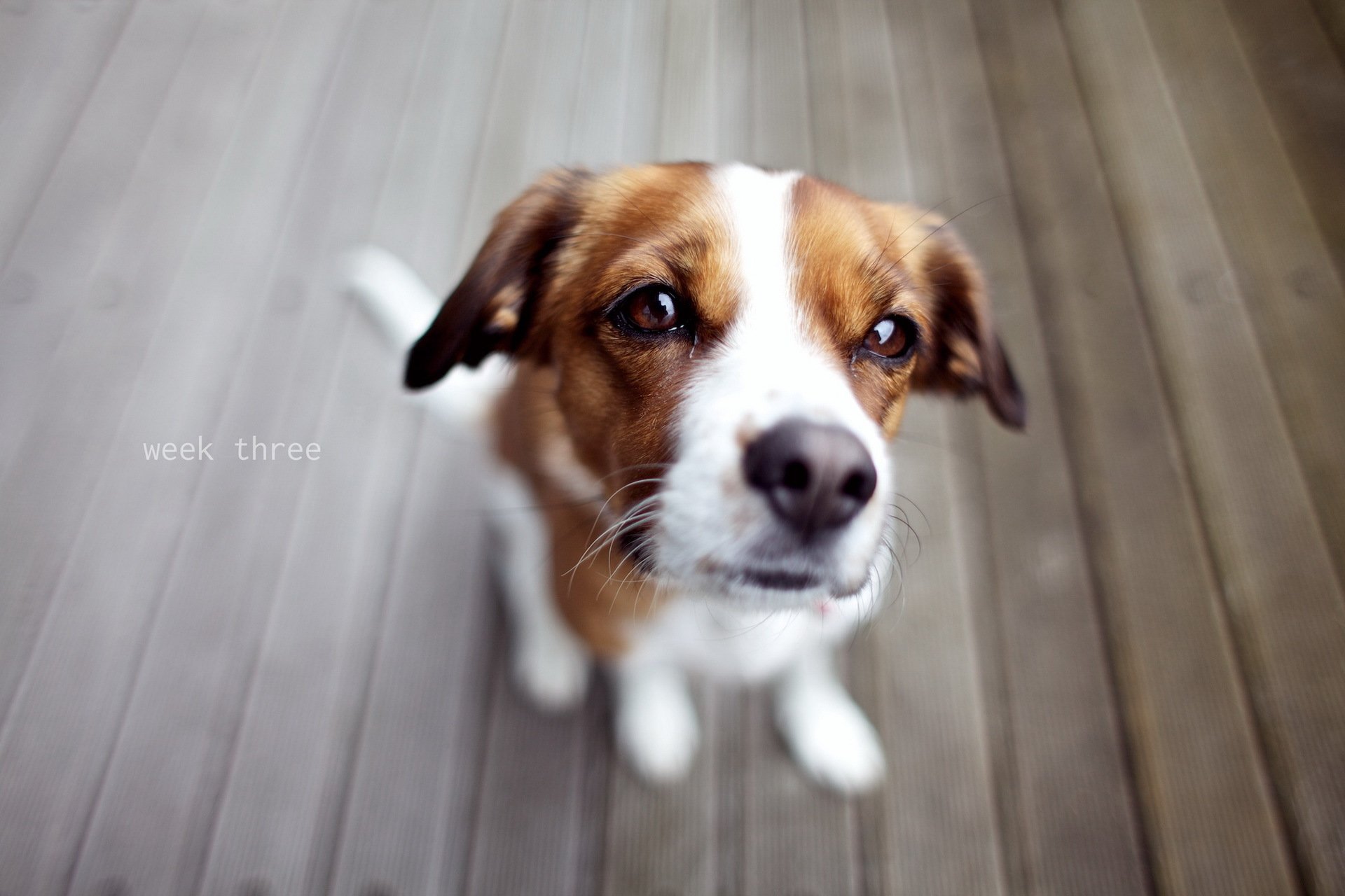 perro mirada amigo