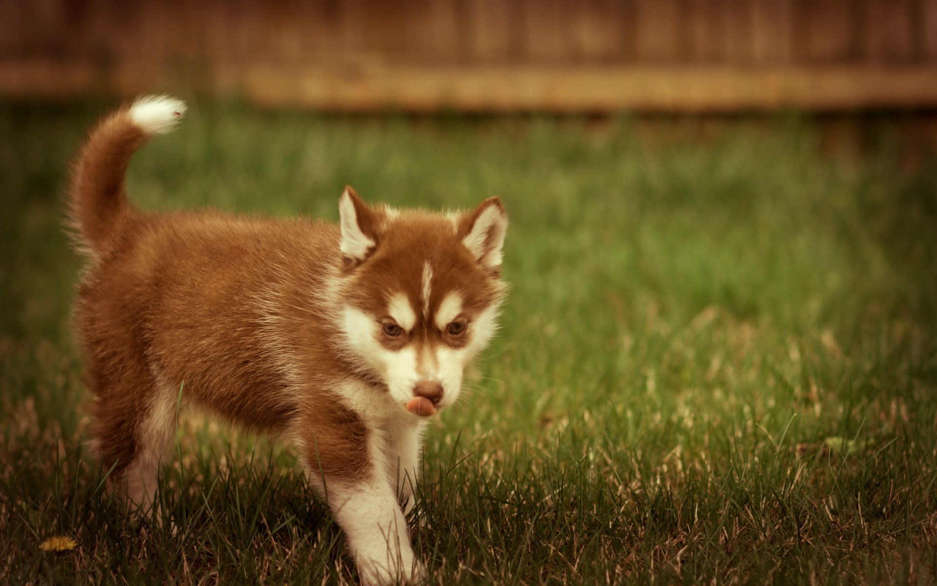 chien été nature