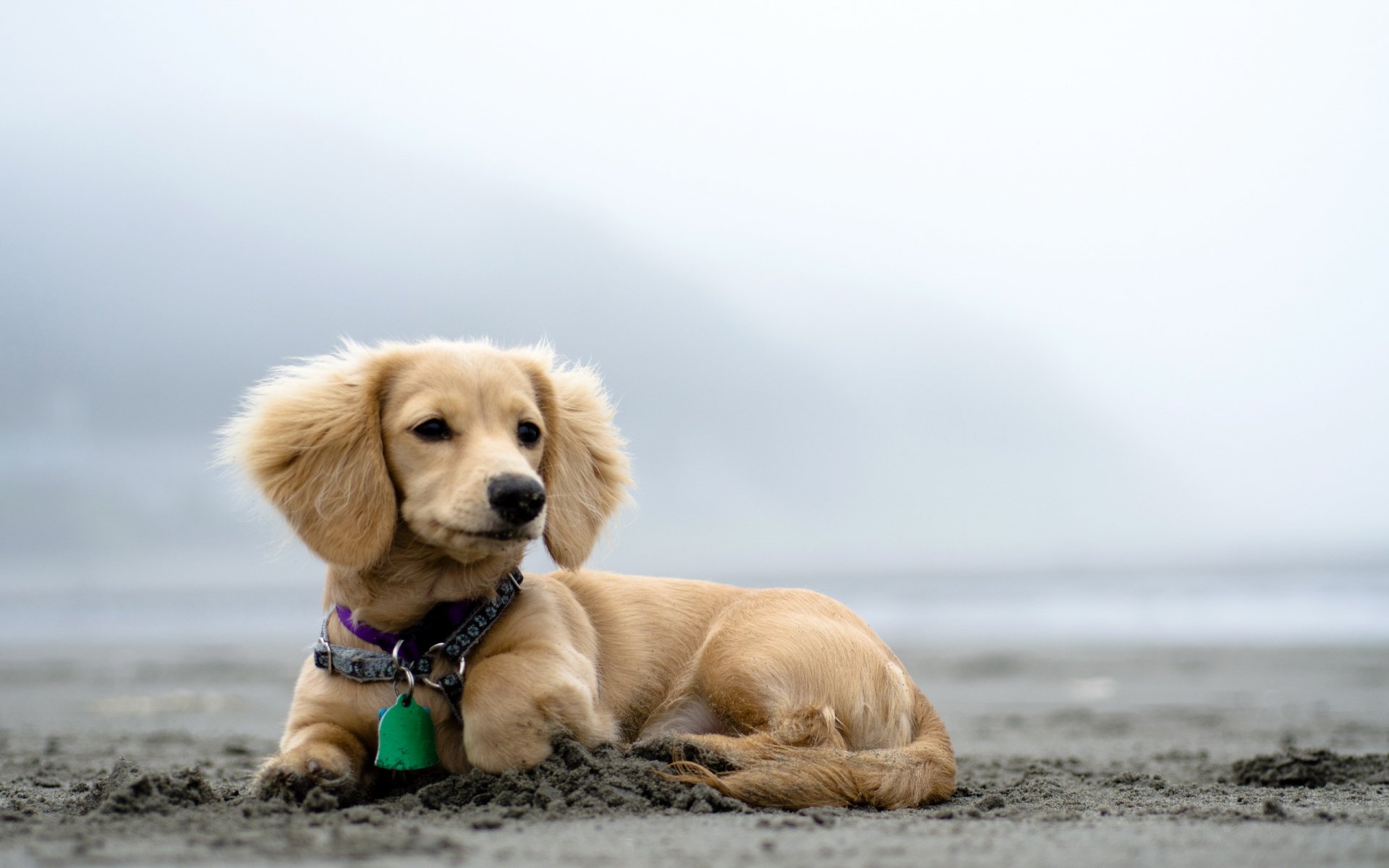 hund blick natur