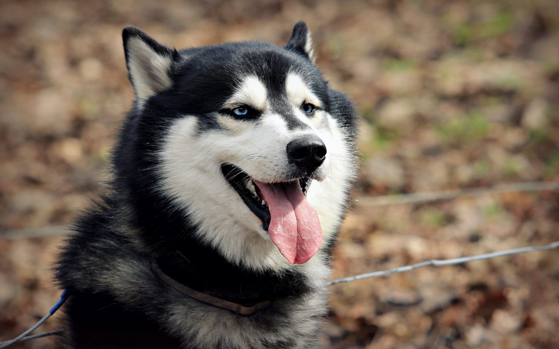 hund freund blick