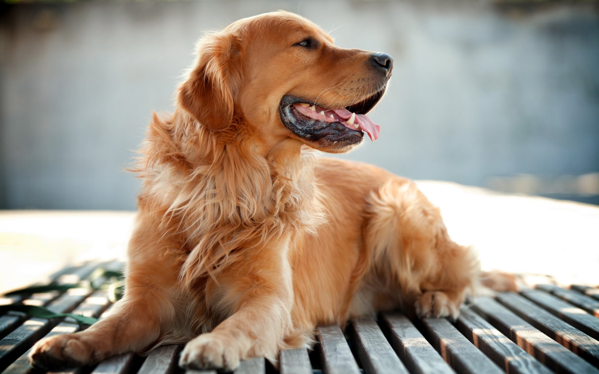 retriever perro amigo fondo