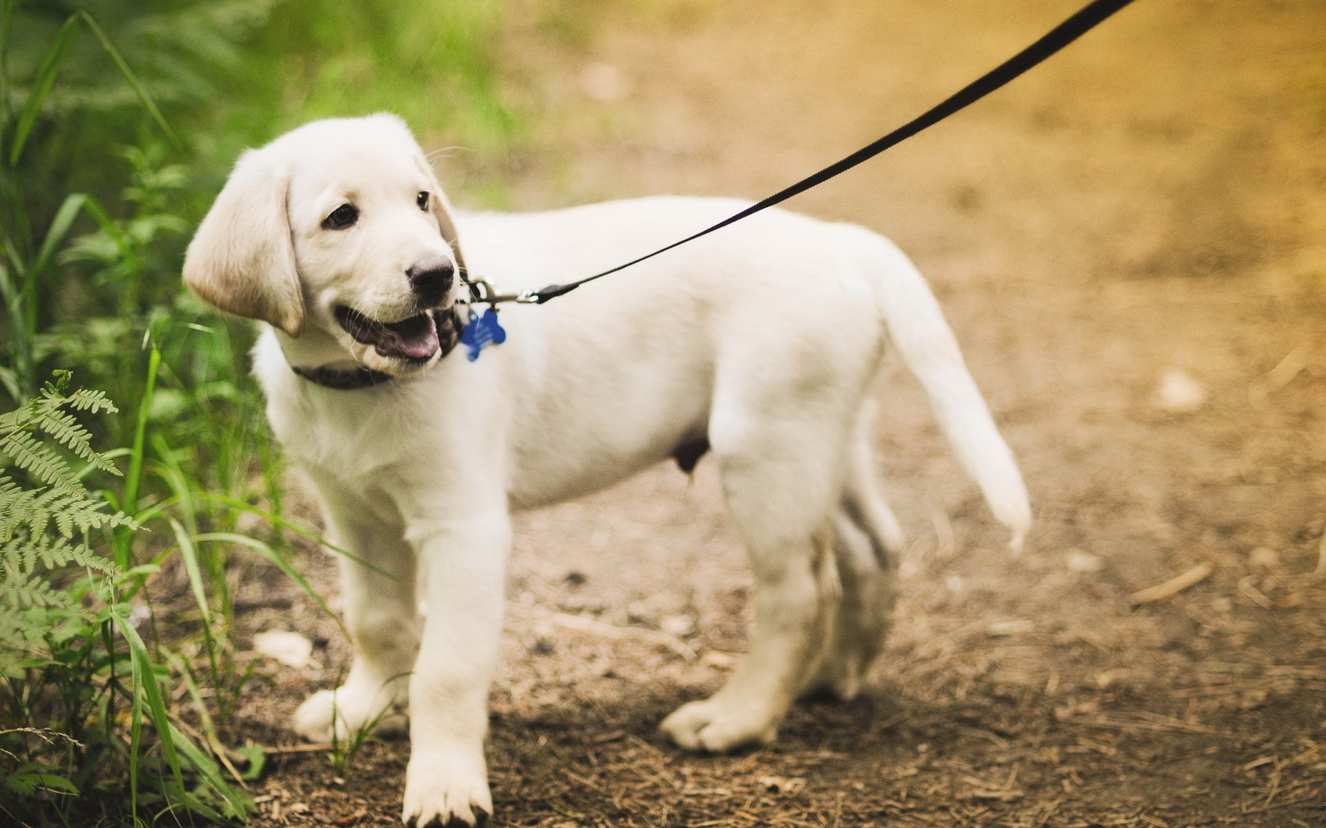 hund freund spaziergang