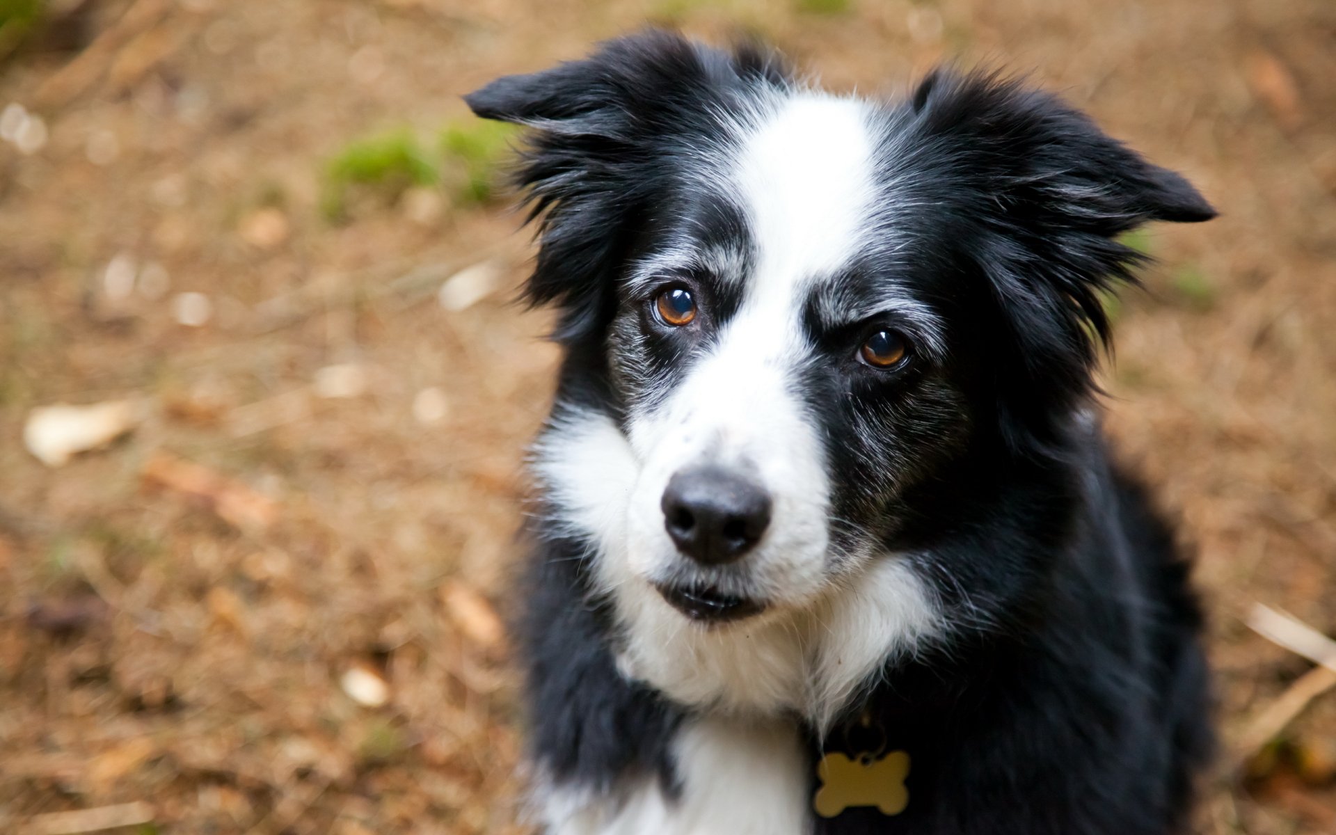 hund blick freund