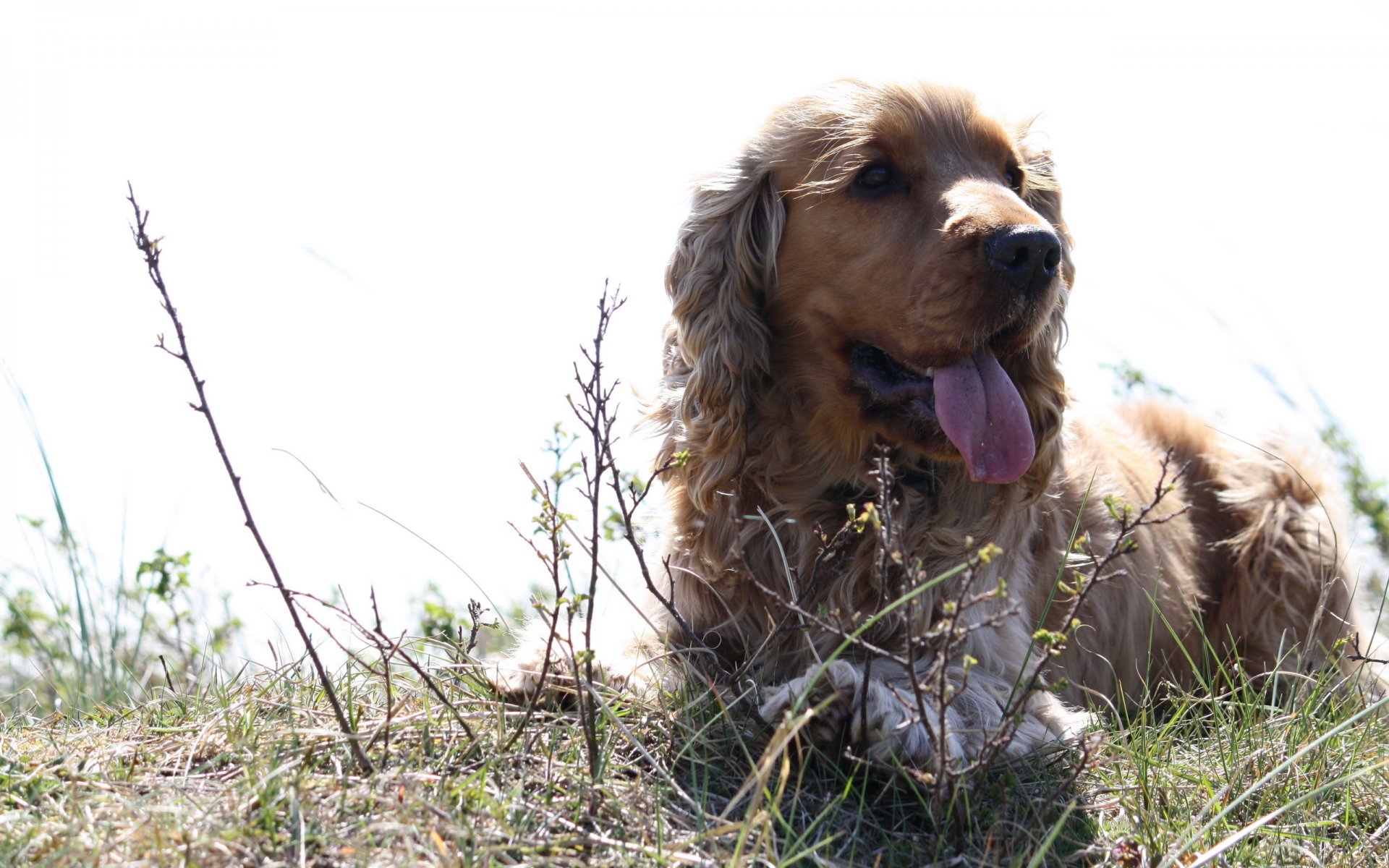 chien été lumière