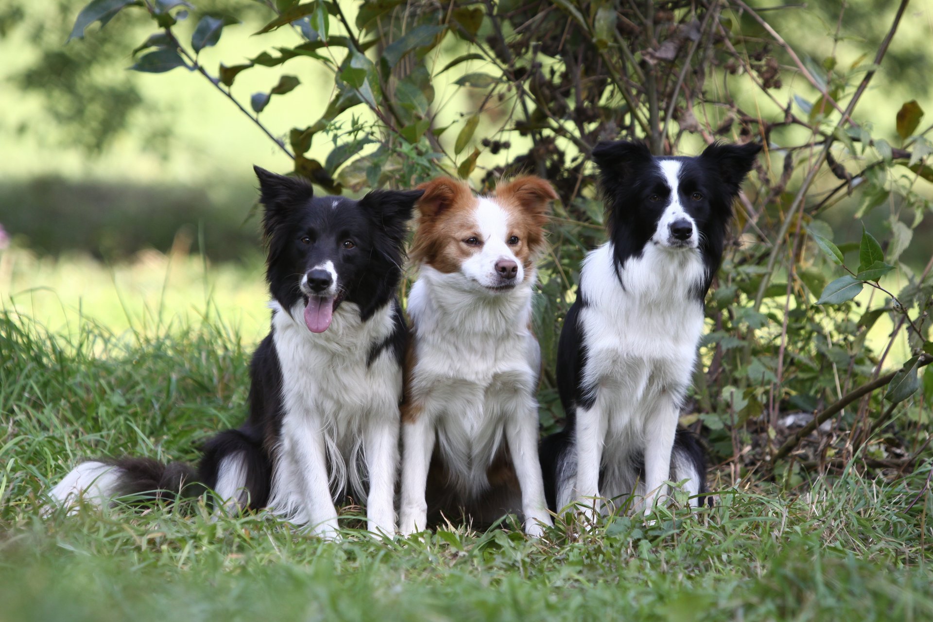 cane cucciolo border collie