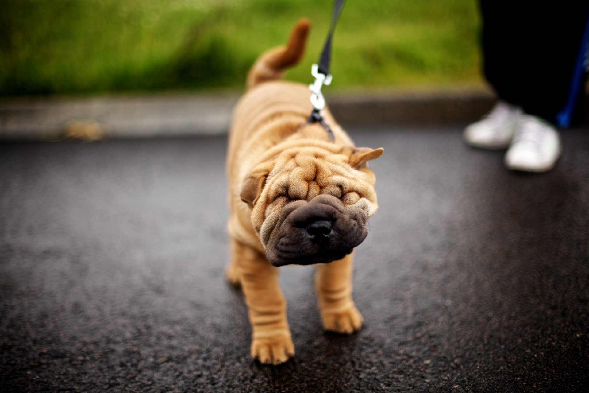 hund schnauze sharpei welpe