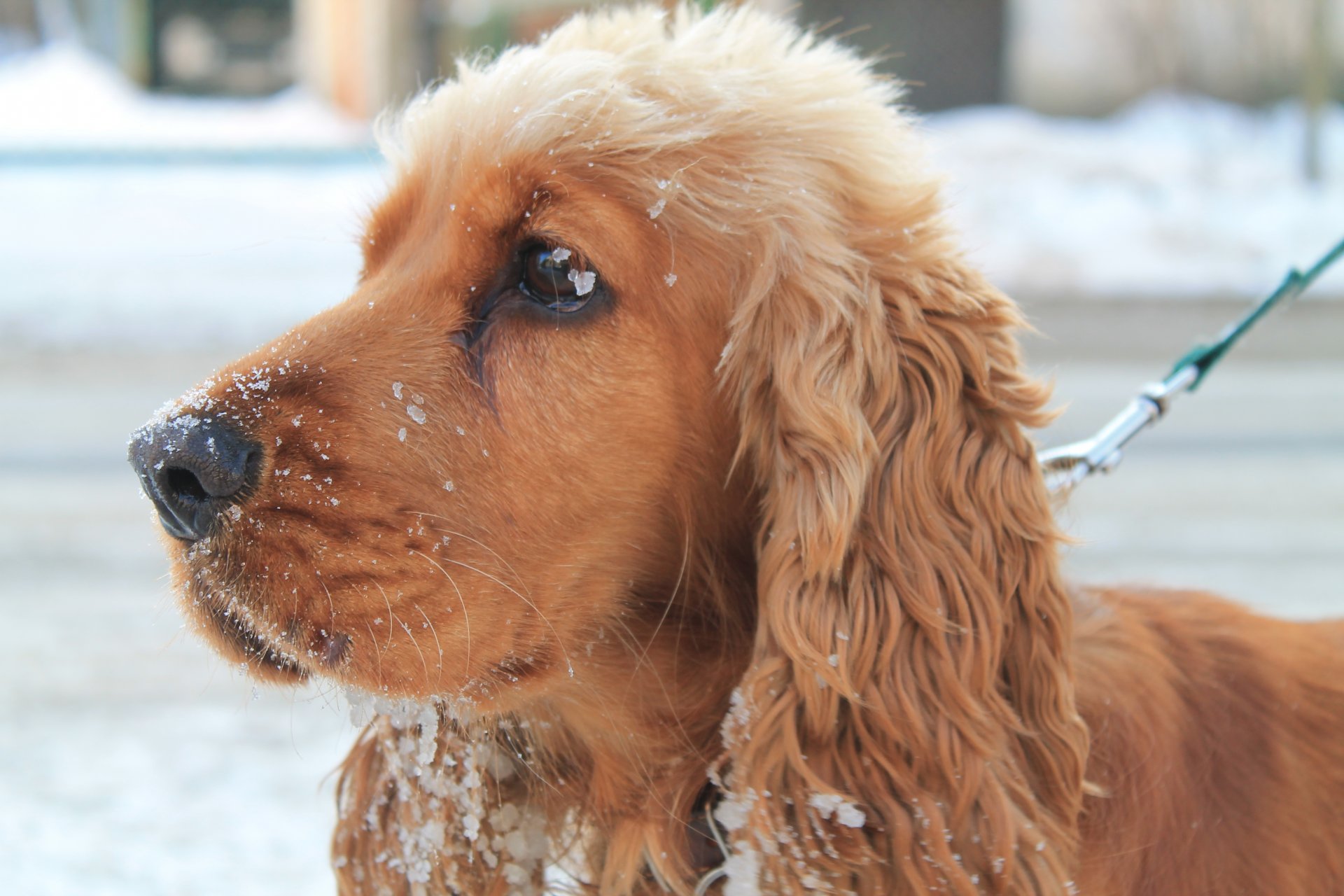 chien hiver neige joliment chien