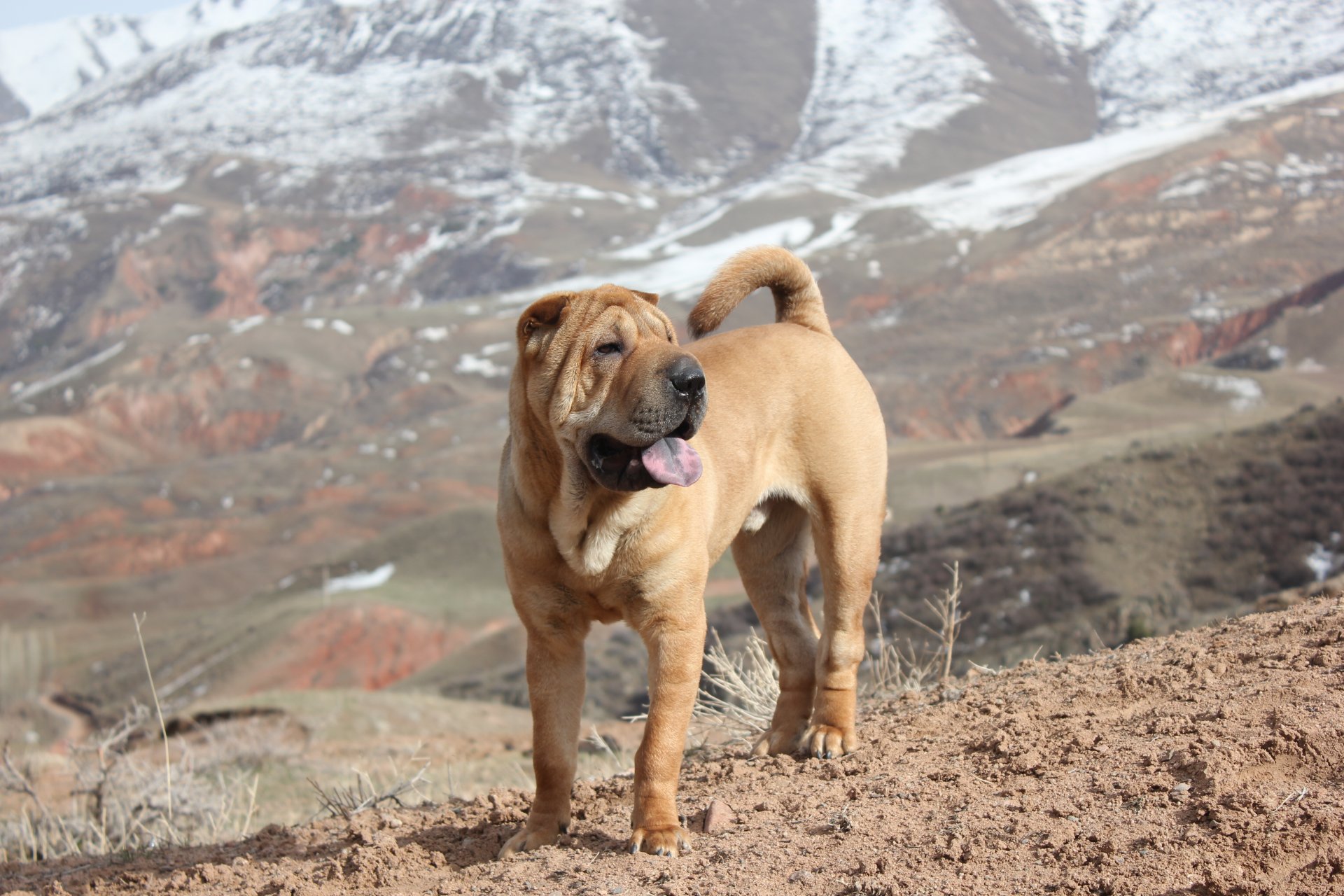 cani shar pei montagne primavera