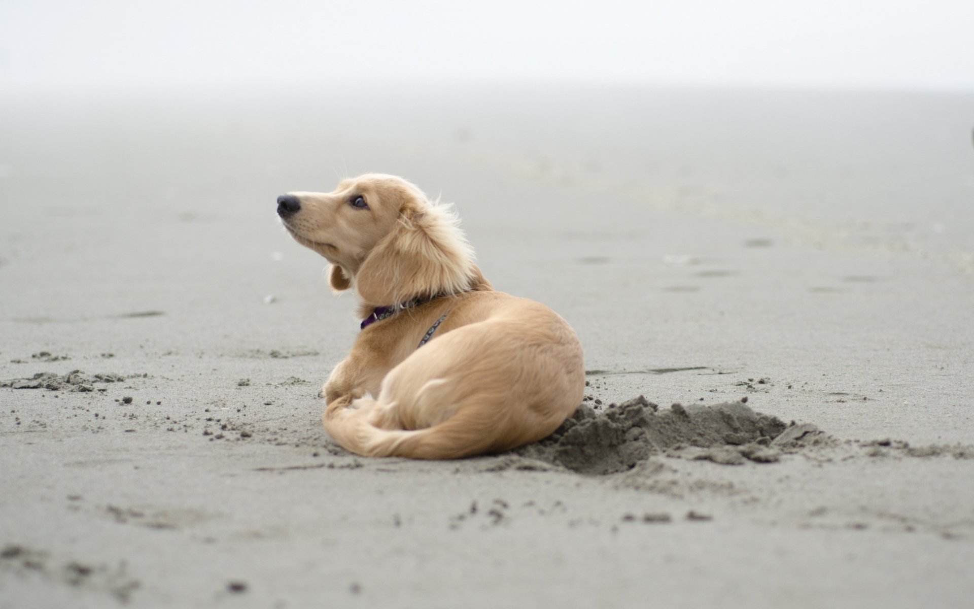 dog sand other