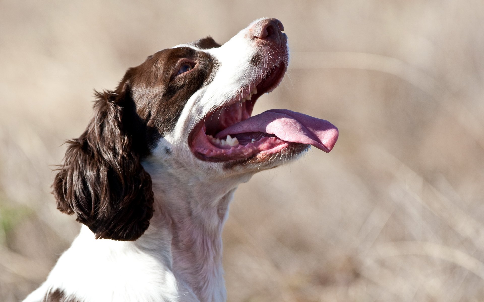 chien champ été