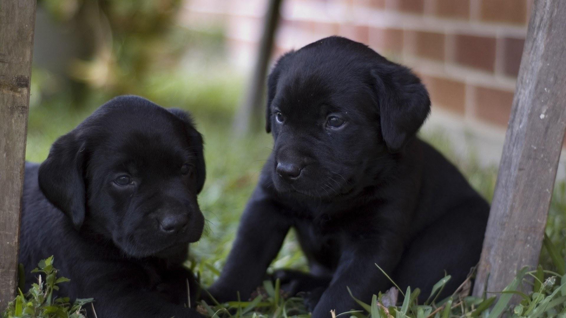 hund labrador retriever welpen hund glücklich