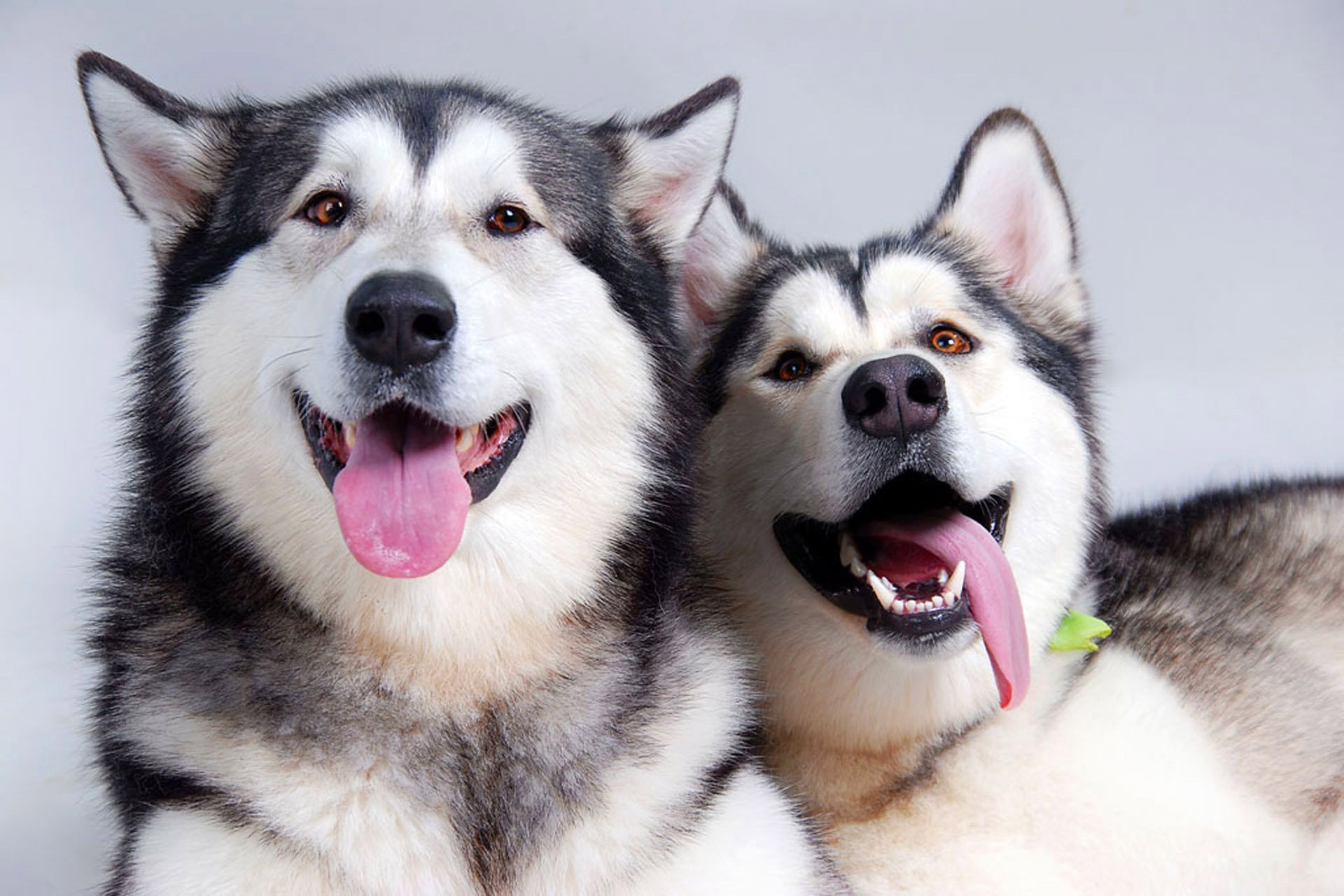 perros amigos pareja lengua