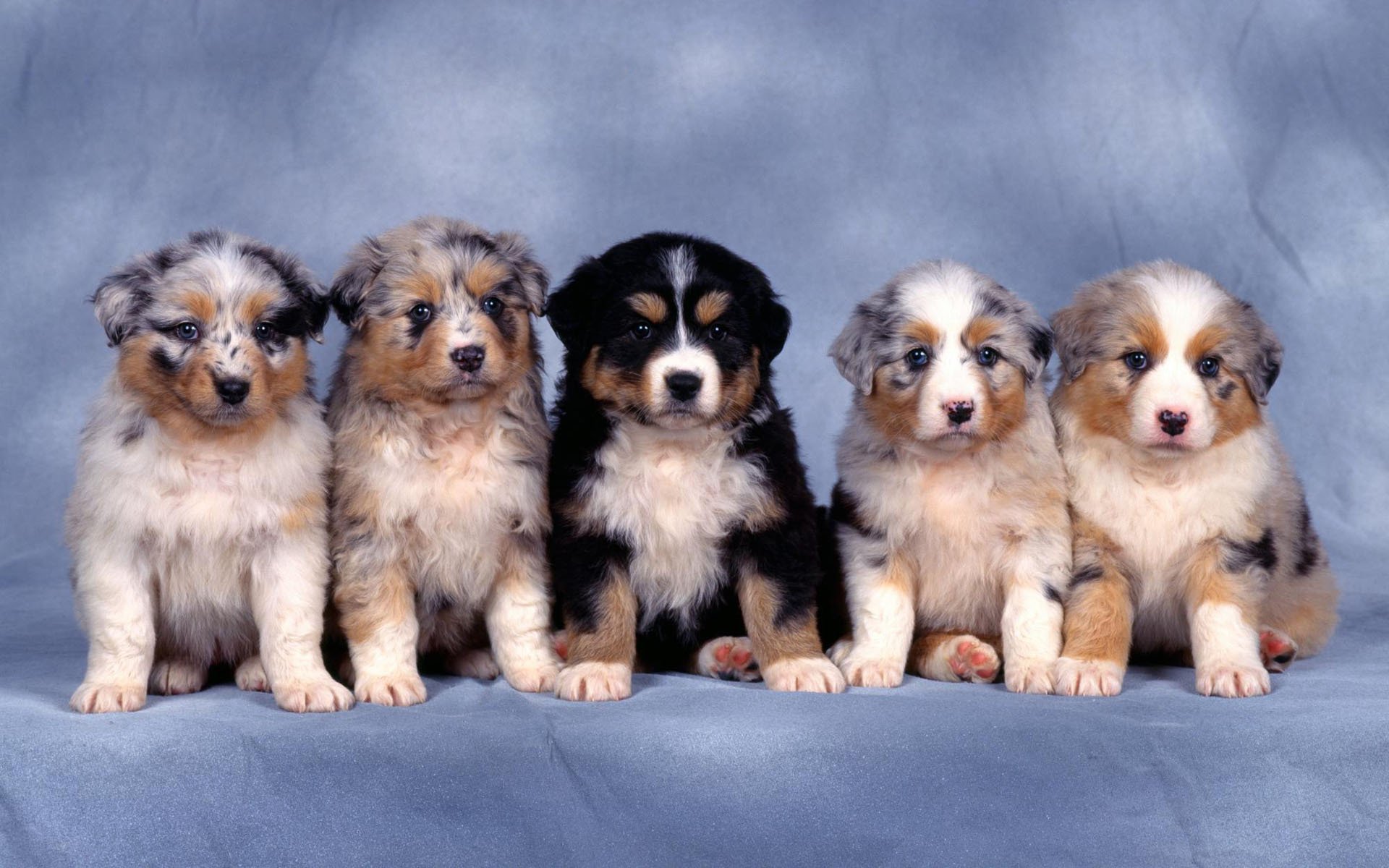 chiots collie bergers petits cinq