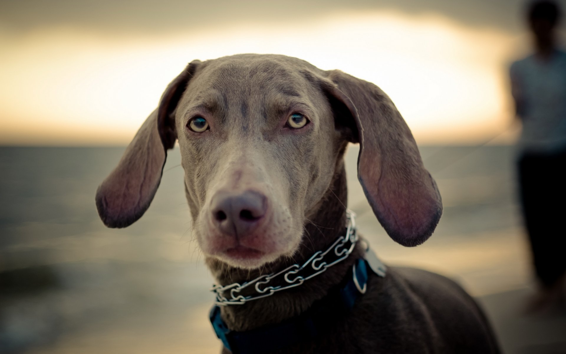 chien regard ami