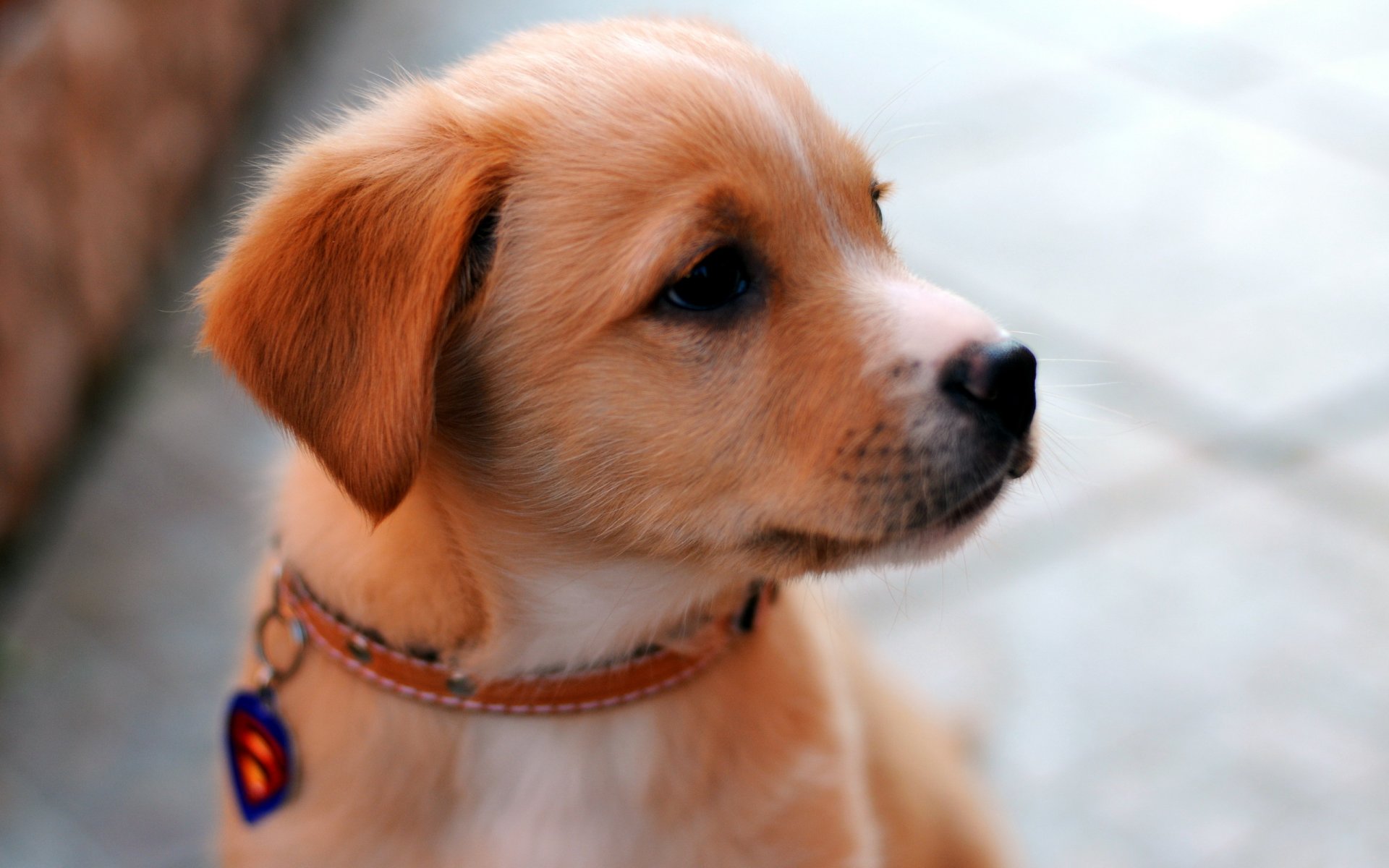 cane cucciolo sguardo