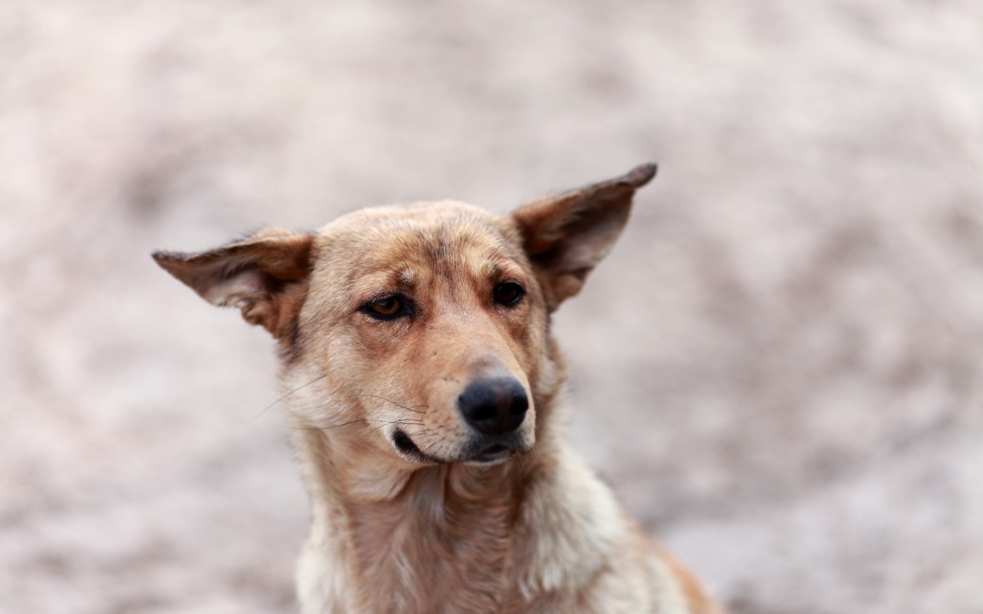 perro mirada fondo