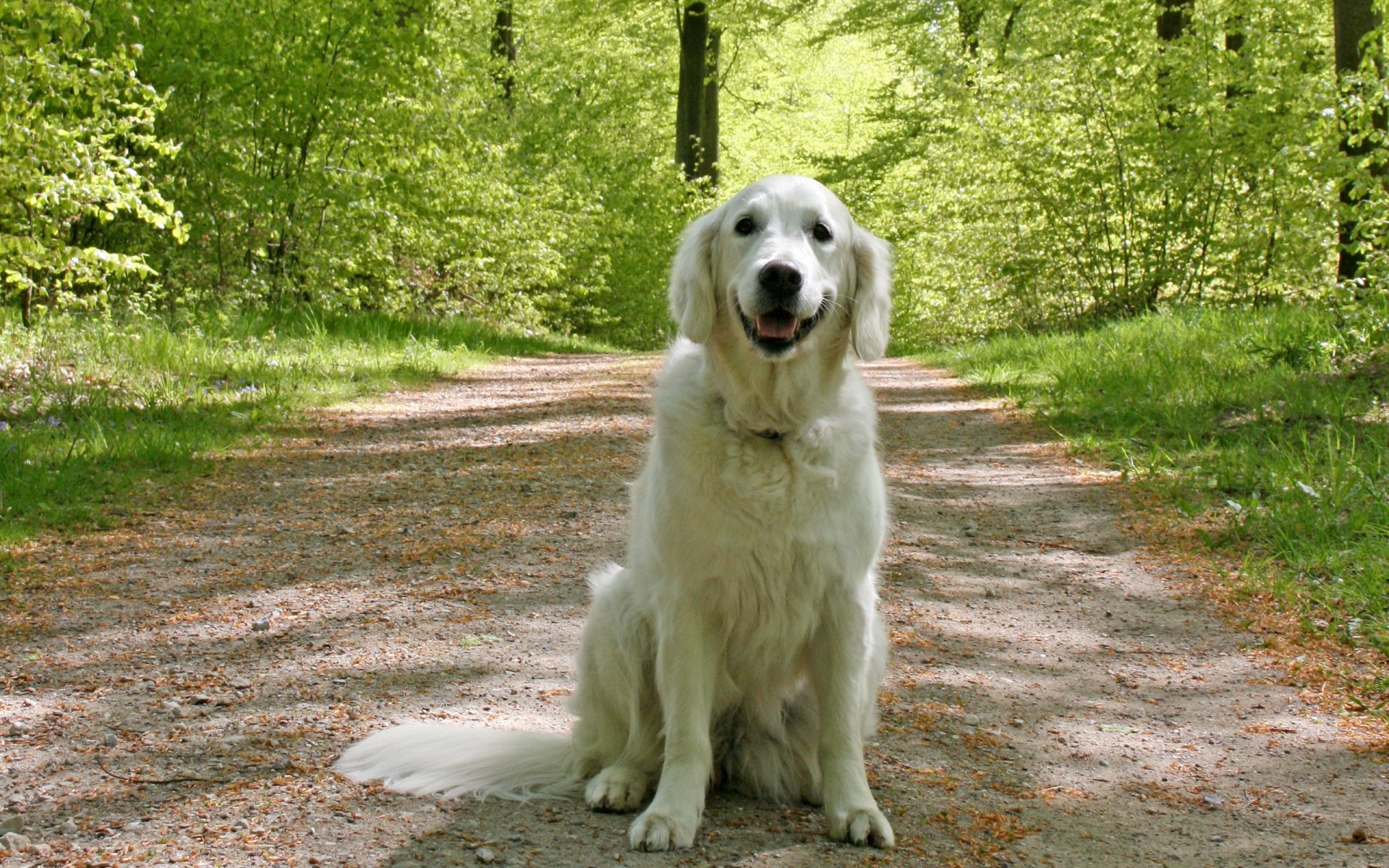 chien été route