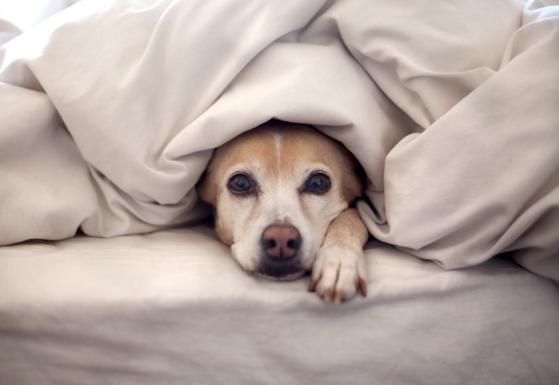 perro mirando cama manta