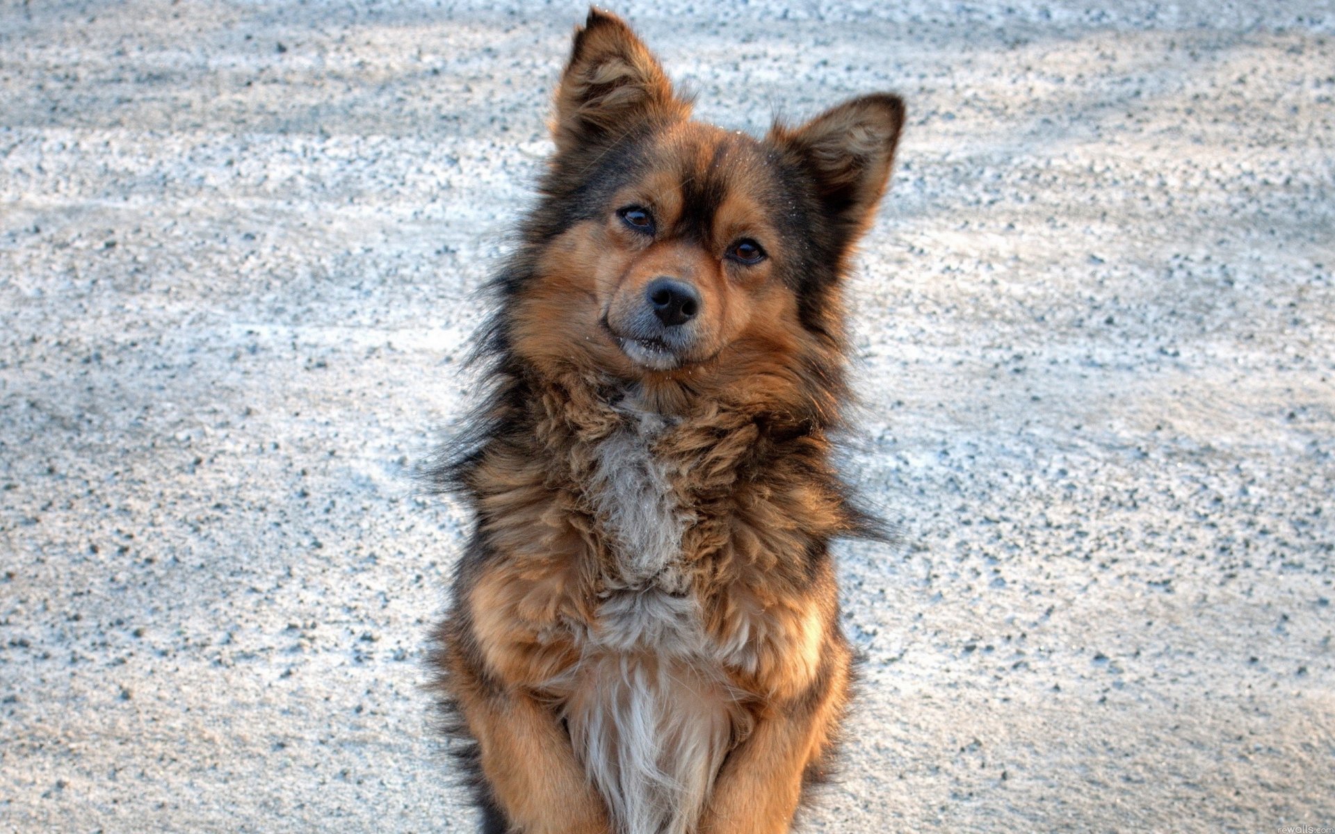 cane sguardo devozione