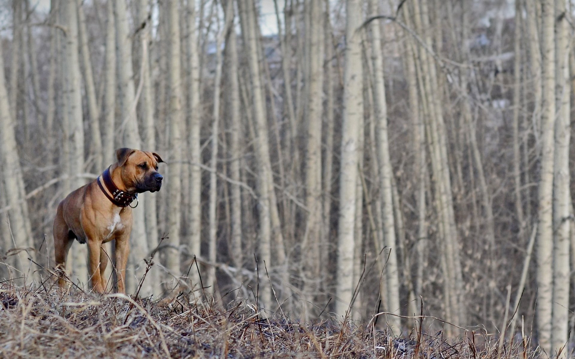 dog forest spring