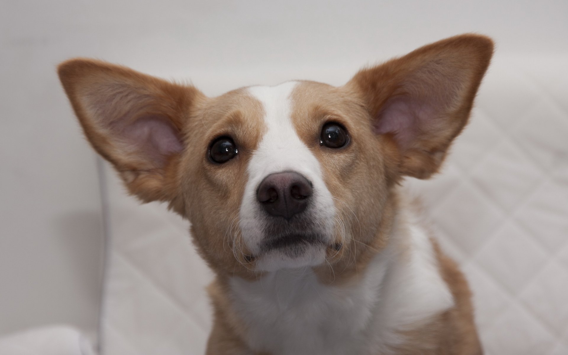 perro amigo mirada