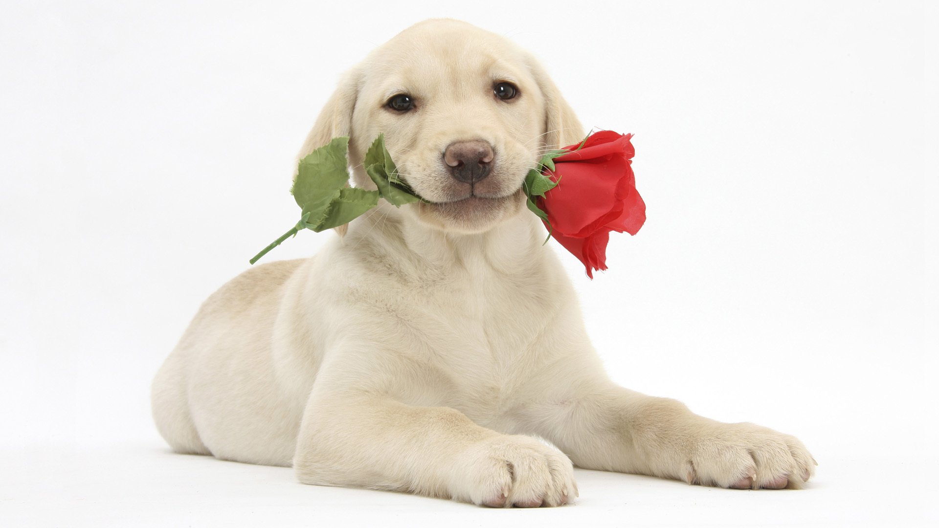 cachorro labrador retriever flor rosa