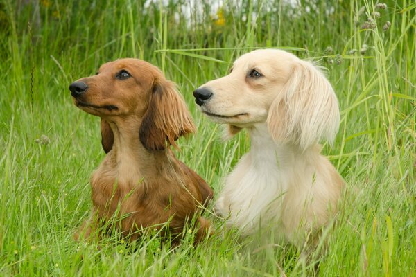 Zwei Dackel im Sommer auf einem Spaziergang sitzen im grünen Gras