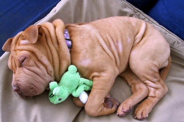 The rest of a little sharpey with a toy in his paws